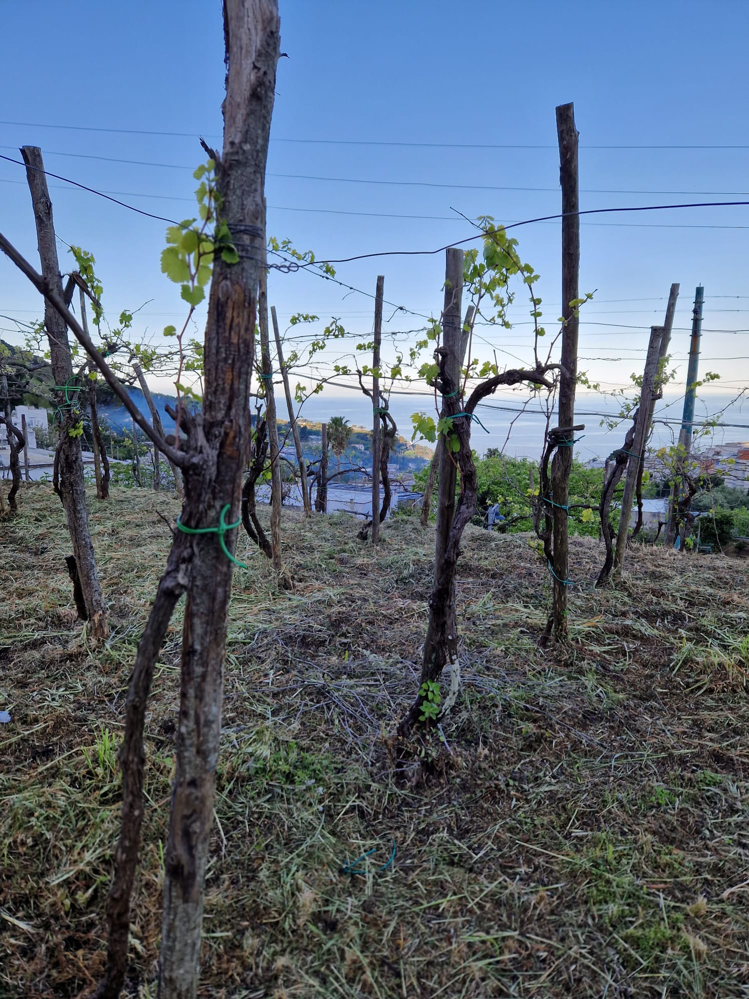 TENUTA MIGLIERA