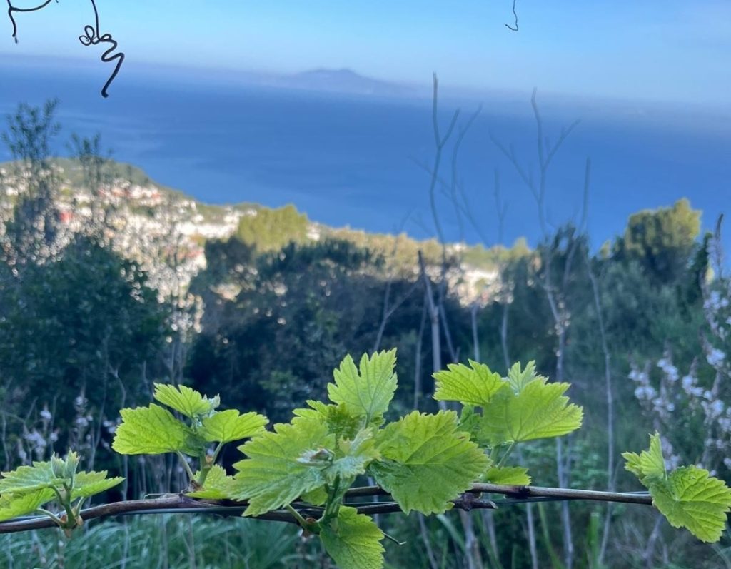 Il pianto della vite - agricola celentano bio capri